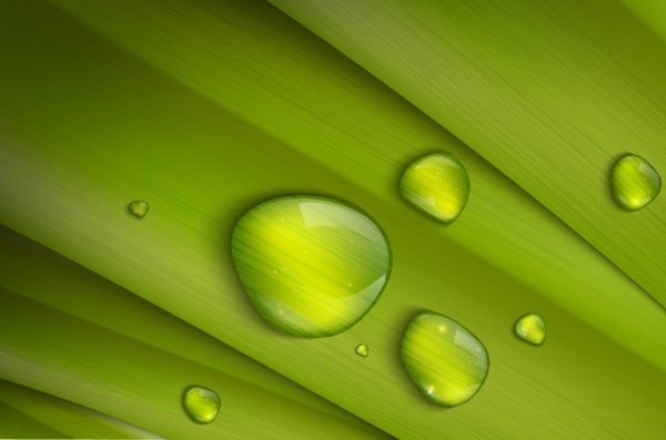Green Grass Water Drops (40 )