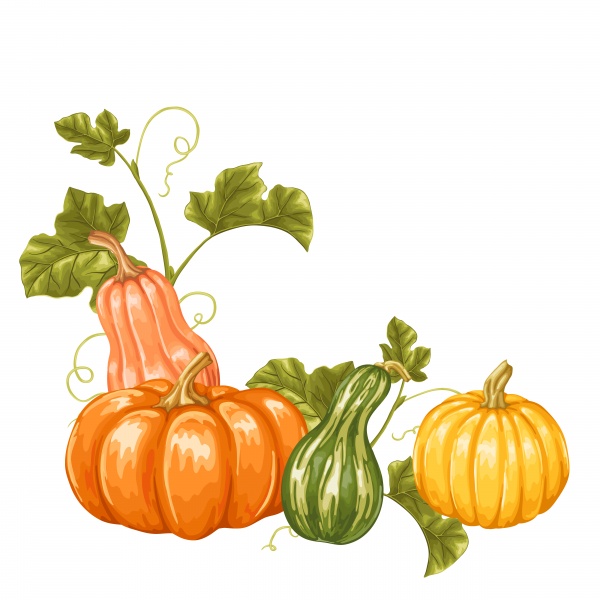 Autumn background with pumpkins, decorative illustration from vegetables and leaves (20 )